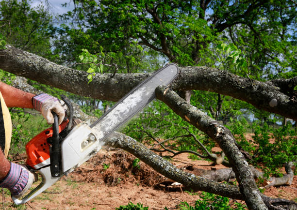 Trusted Piermont, NY Tree Removal Experts